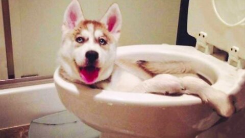 Funniest Dogs and Cats
