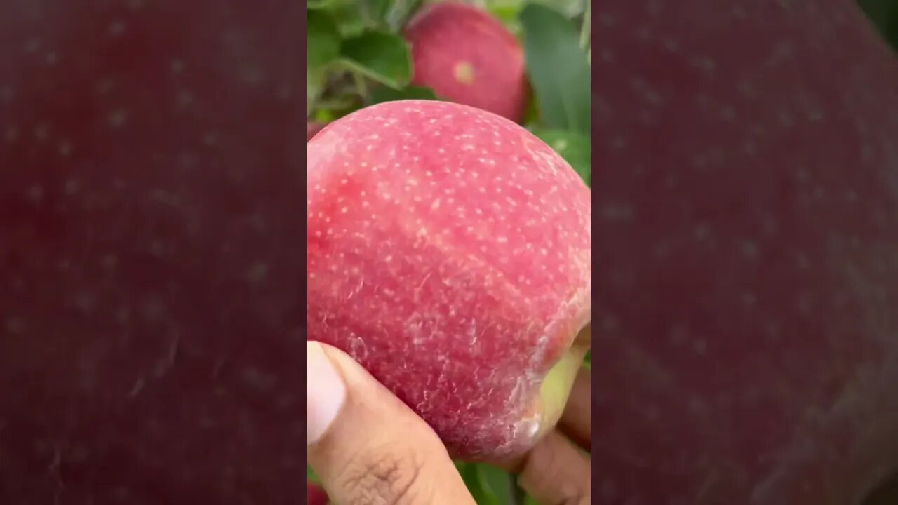 Apple farm