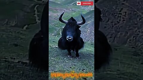 A Mountain Yak