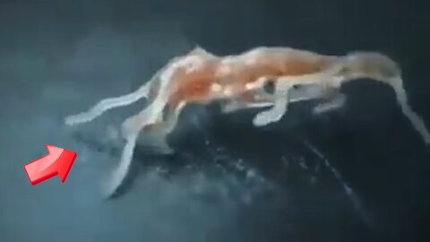 Mysterious creature with legs that extend and contract [Mystery]
