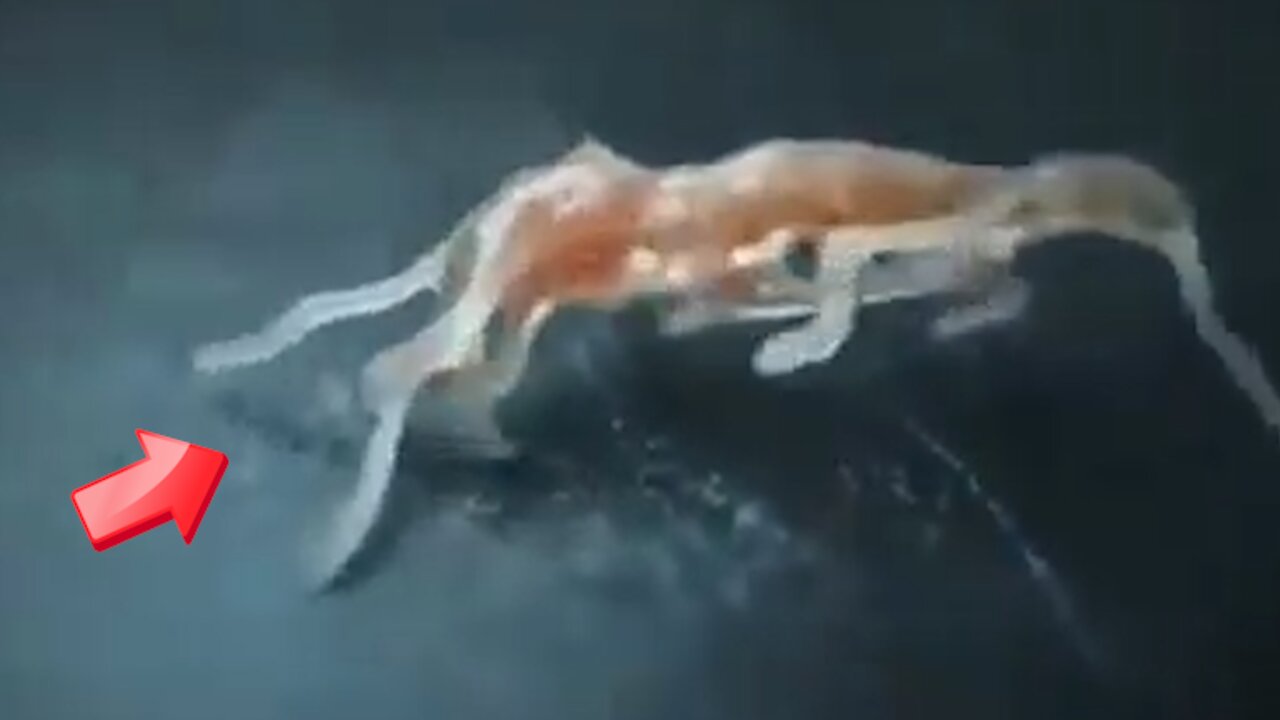 Mysterious creature with legs that extend and contract [Mystery]