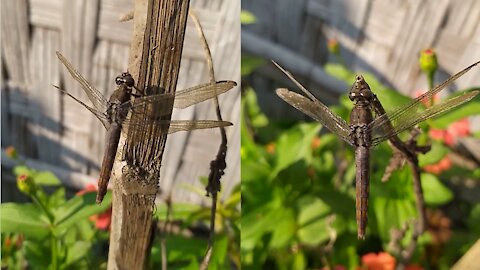 Dragonfly and flowers | ViralEyesTV