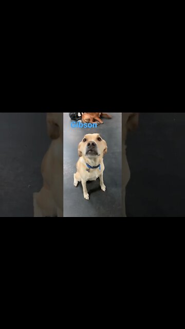 [Shorts 0164] GIBSON [#dogs #doggos #doggos #puppies #dogdaycare]