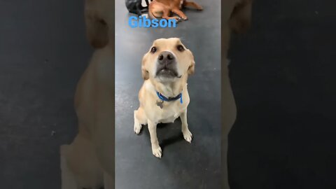 [Shorts 0164] GIBSON [#dogs #doggos #doggos #puppies #dogdaycare]