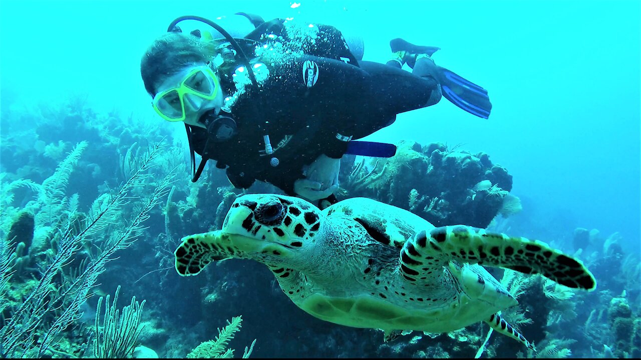 Endangered hawksbill sea turtle calmly swims over the reef with young scuba diver