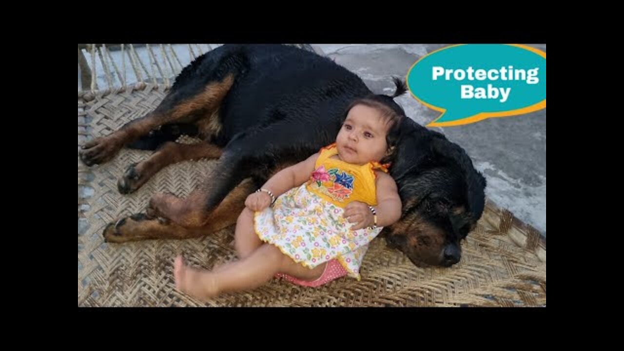 Rottweiler loves Baby