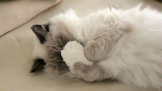 20 Shades of Ragdoll Kitten Nerina