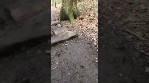 Walk in the woods