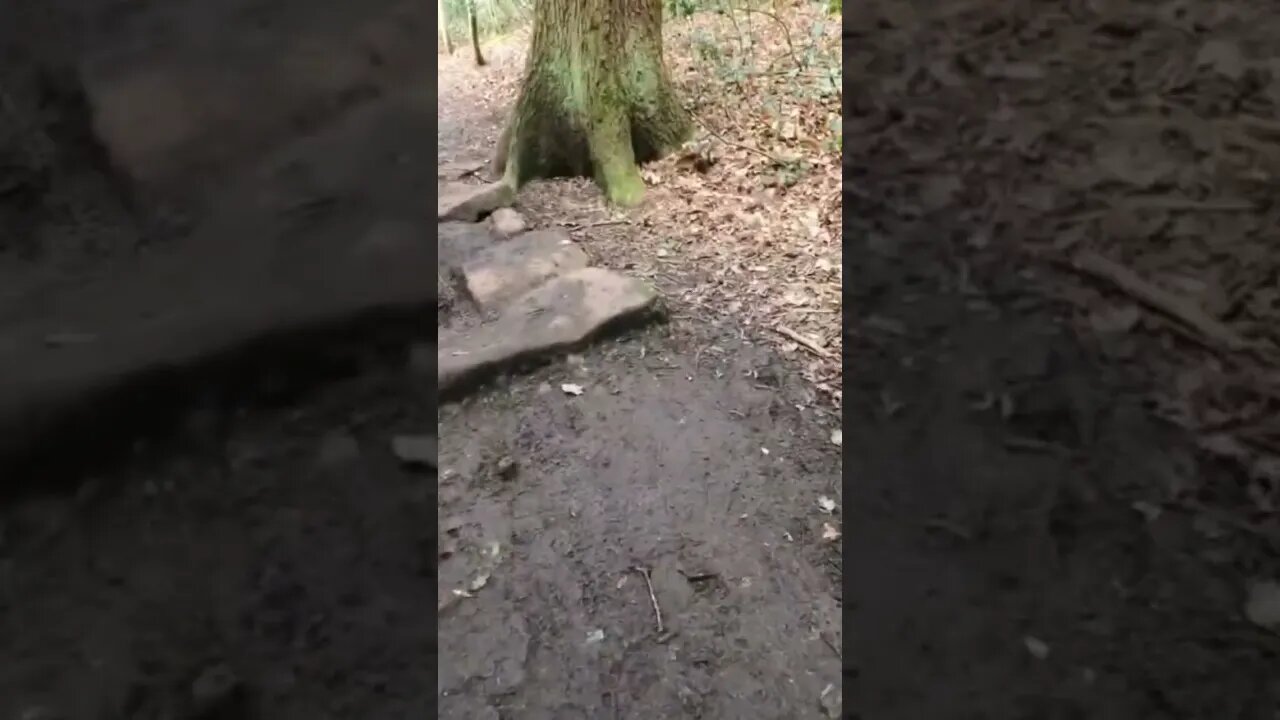 Walk in the woods