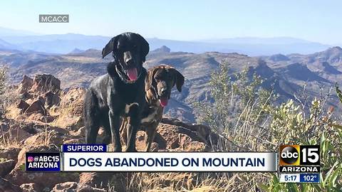 Dogs found abandoned on Arizona mountain