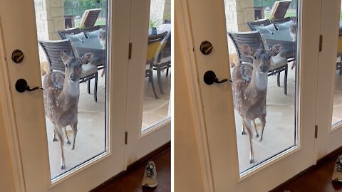 Hungry deer demands food by stomping her hoof