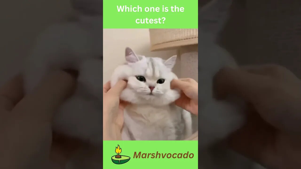 Cute cats compilation #shorts #funny #cat #animals #dubai #explore #catsoftiktok #funnycatvideos