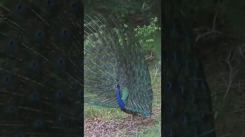 Peacock #shorts