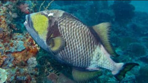 Un poisson-baliste attaque la palme de ce plongeur