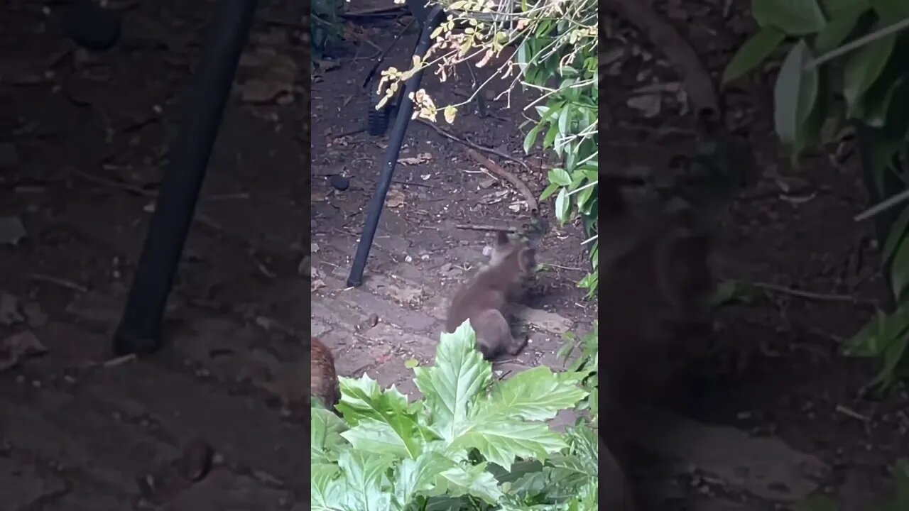 Teething troubles #foxes #cuteanimals #animalshorts #foxesofinstagram #cuteanimals