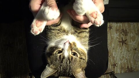 Funny Cat Sits on My Lap