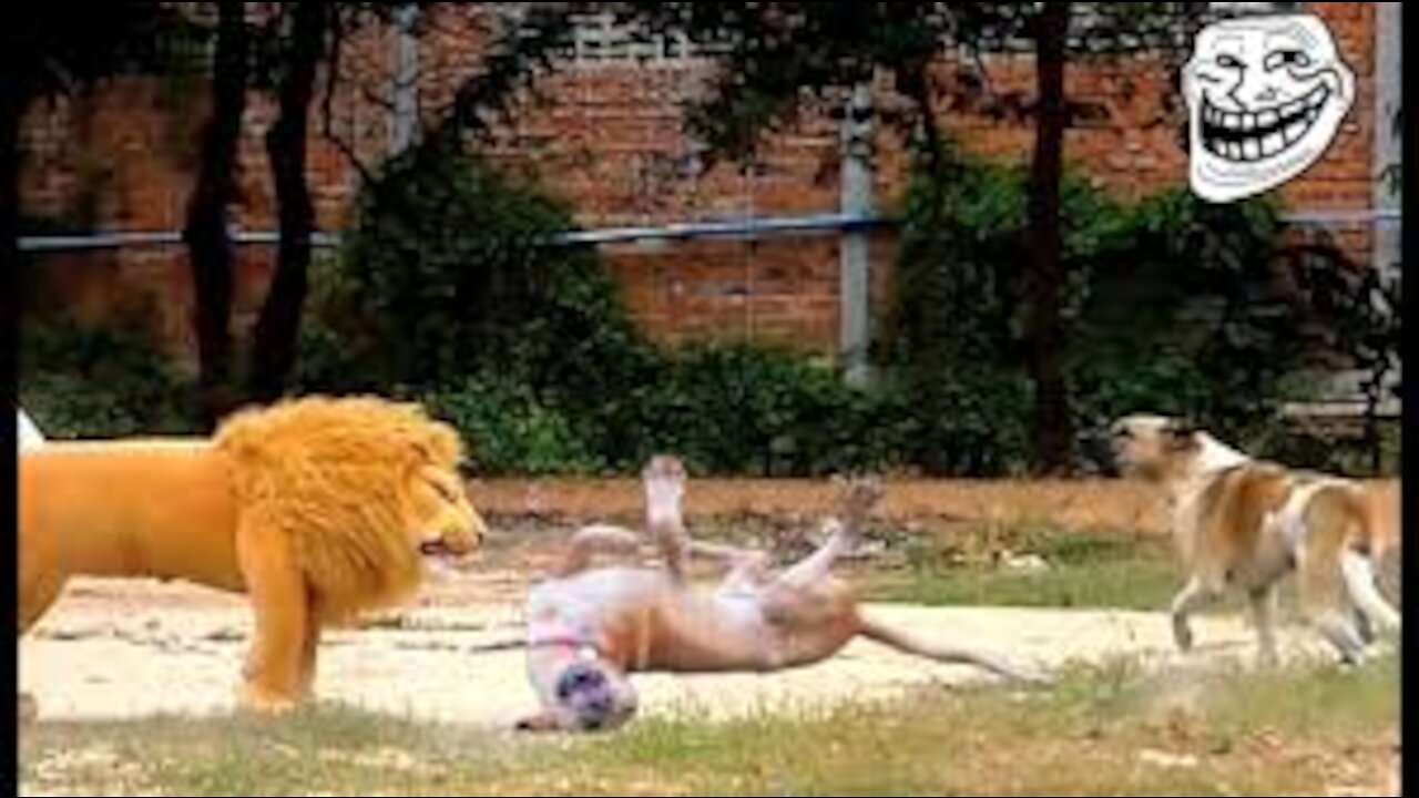 Poor little dog gets scared by fake lion🤣🤣