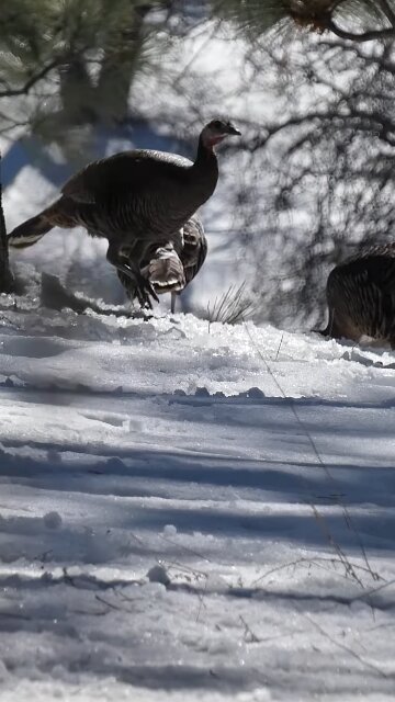 Wild Turkey🦃Mt. Laguna Hen Forage