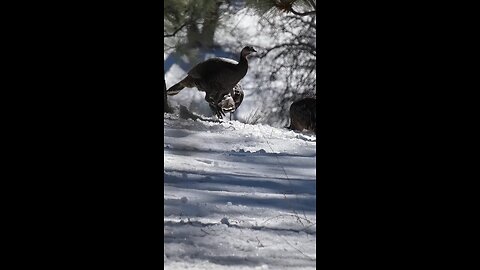 Wild Turkey🦃Mt. Laguna Hen Forage