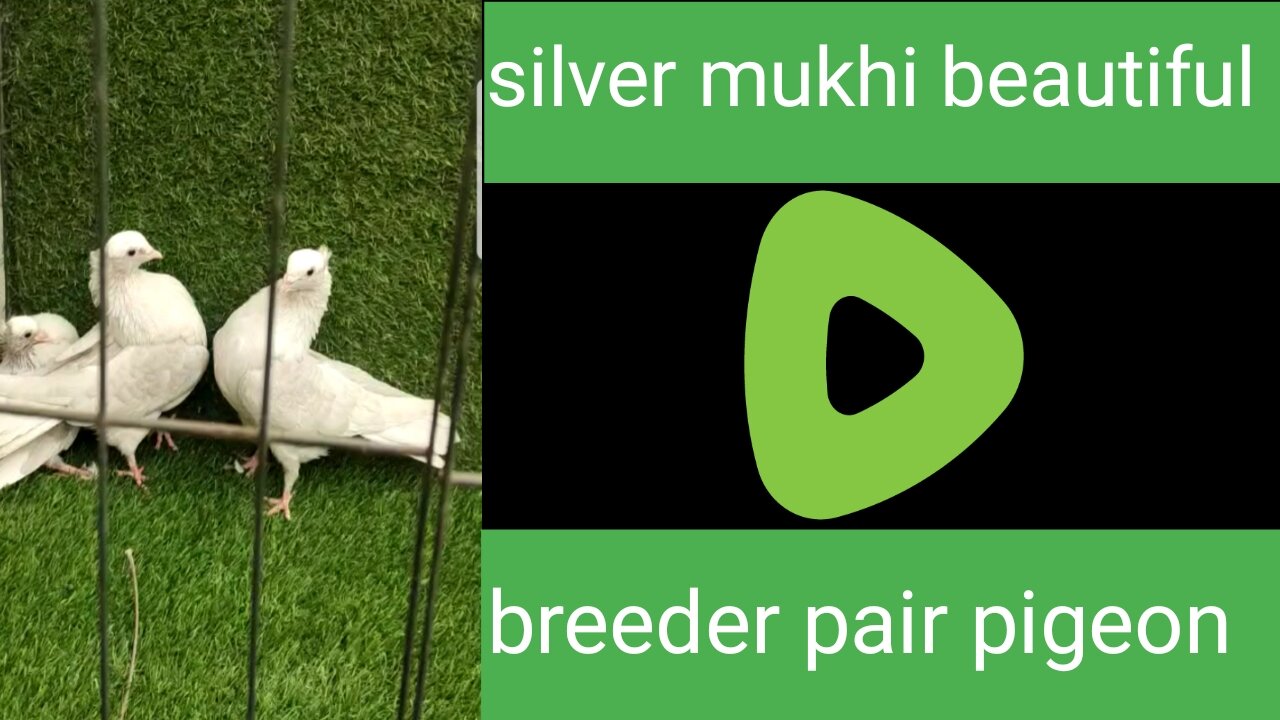 Silver mukhi beautiful breeder pair