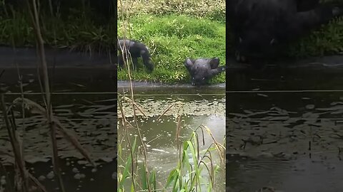 Captured chimps drinking water #fyp #subscribe #foryou