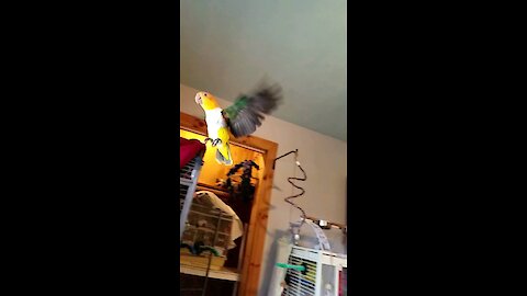 Beautiful parrot takes flight