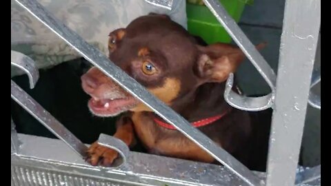 Dog talking good morning stressed