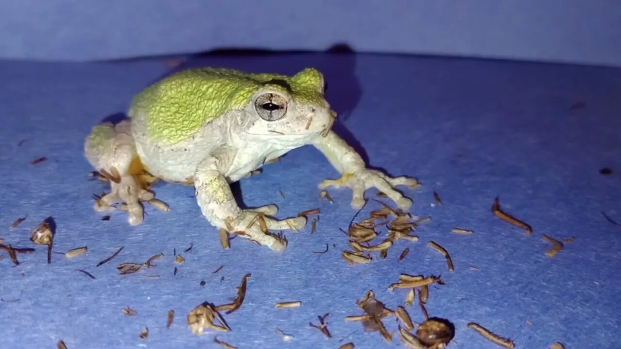 A TREEFROG EATING FREEZE DRIED CRICKET (05/04/23) 🎶