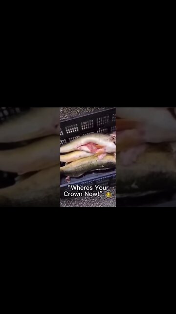 Fishing Tournament Cheaters! Jake Runyan & Chase Corniskey got some spanning to do #shorts #fishing