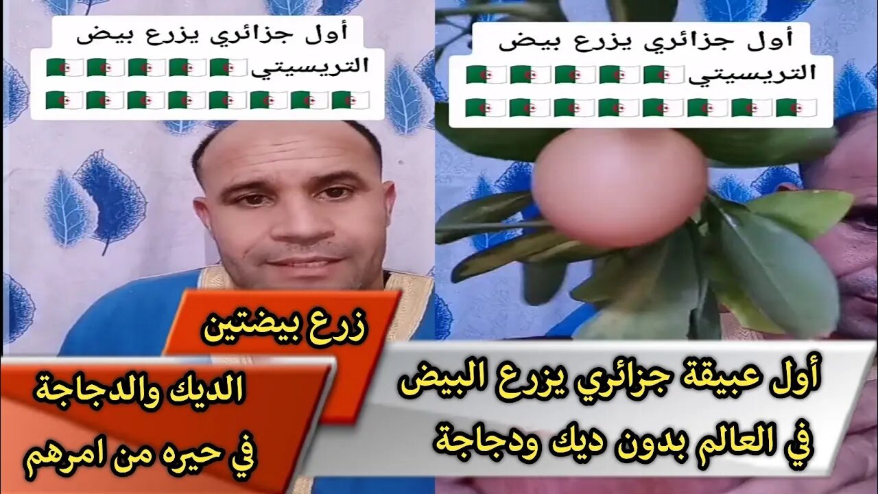 أول عبيقة جزائري يزرع البيض في العالم بدون ديك ودجاجة - الديك والدجاجة في حيره من امرهم