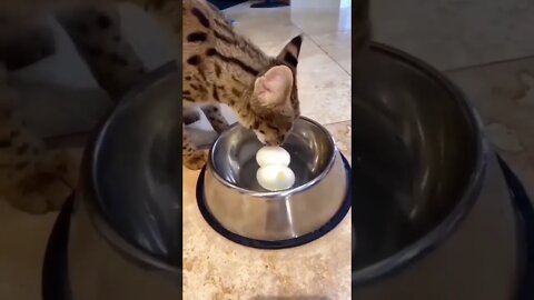 Funny cat trying to eat eggs #funnyshorts #motivation #cats