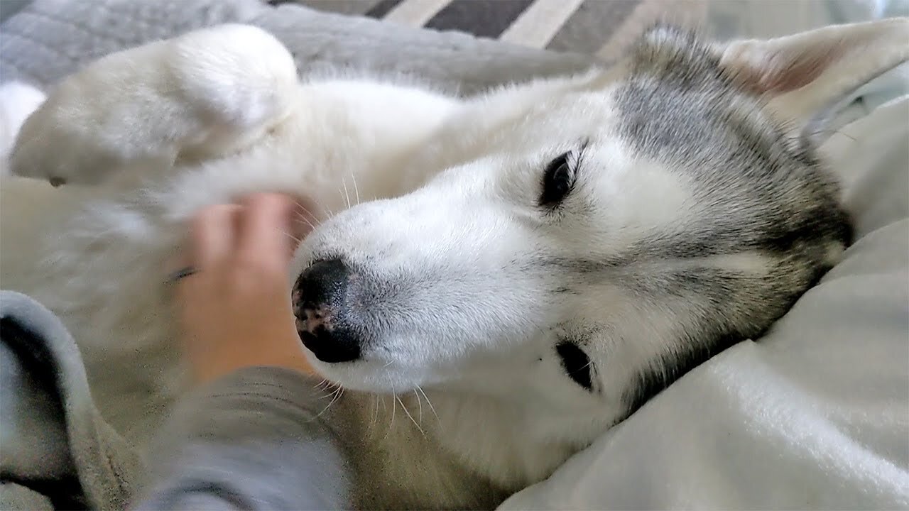 Husky Rule NEVER Stop Petting the Puppy