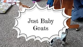 Just Baby Goats