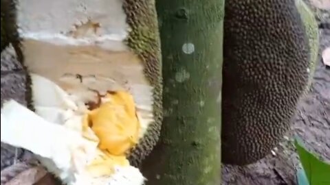 ripe jackfruit on the tree