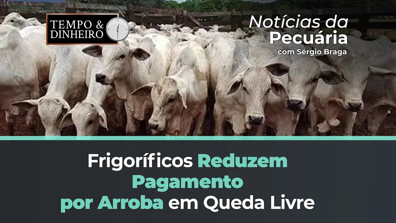 Boi gordo: frigoríficos testam e conseguem pagar menos pela arroba que já está no fundo do poço