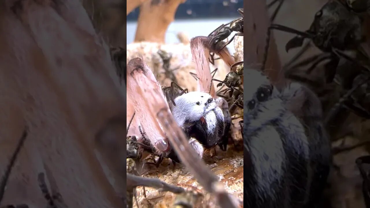 Bullet Ants Rip Spider Apart