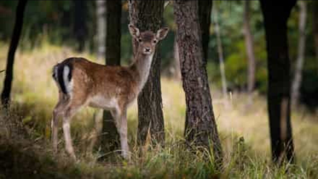 Un cerf passe à l'attaque dans l'Ohio!