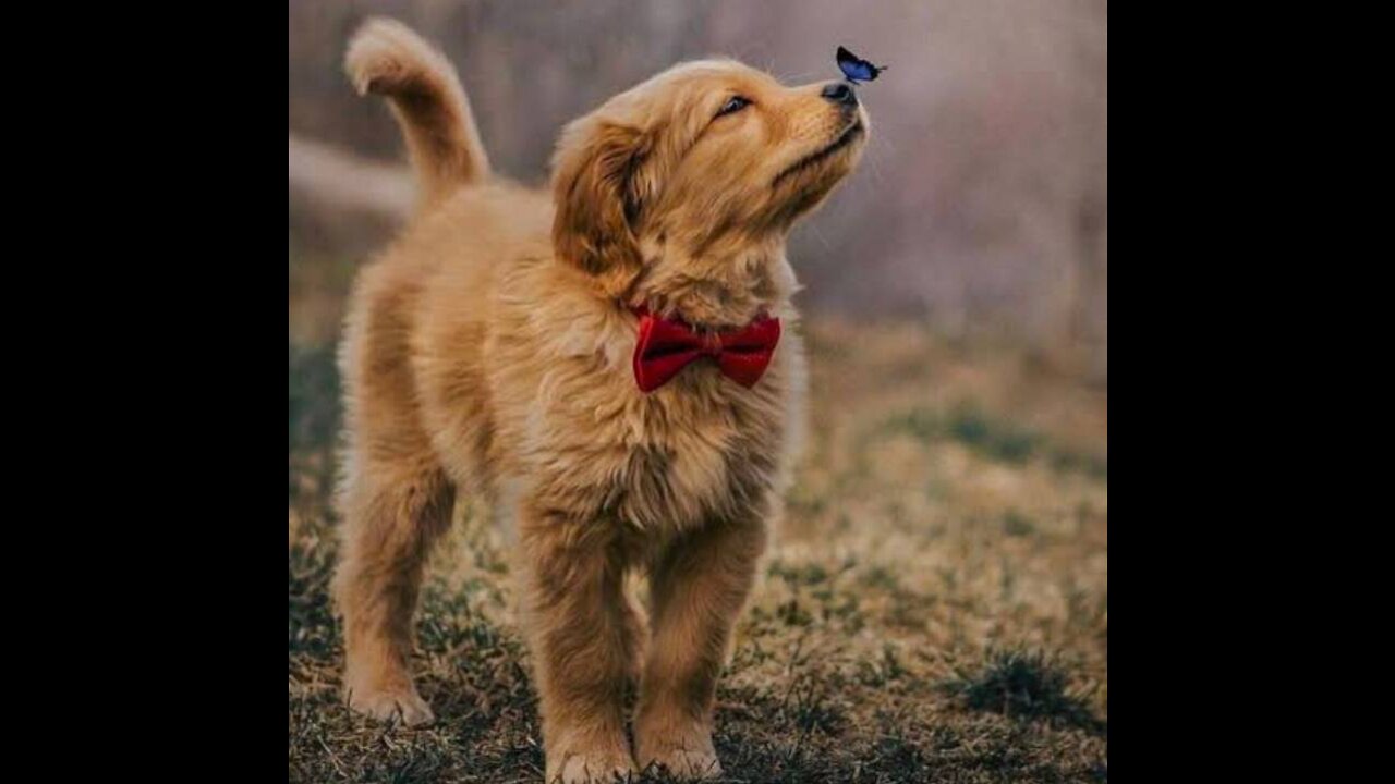 Cute Dog with Butterflies