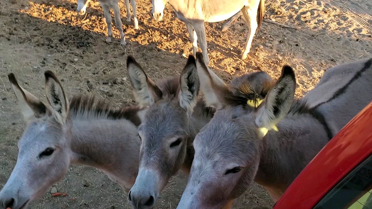 wild ass in Moreno valley