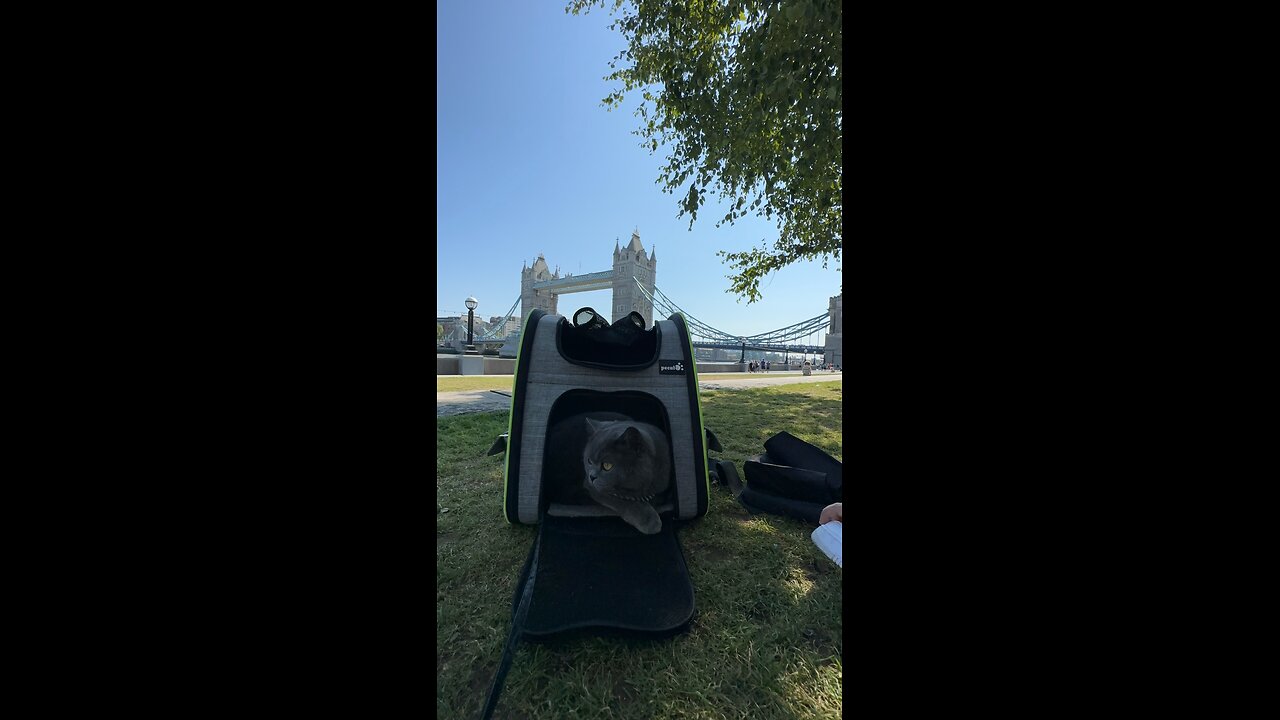 British Shorthair at Tower Bridge/ Prince Henry