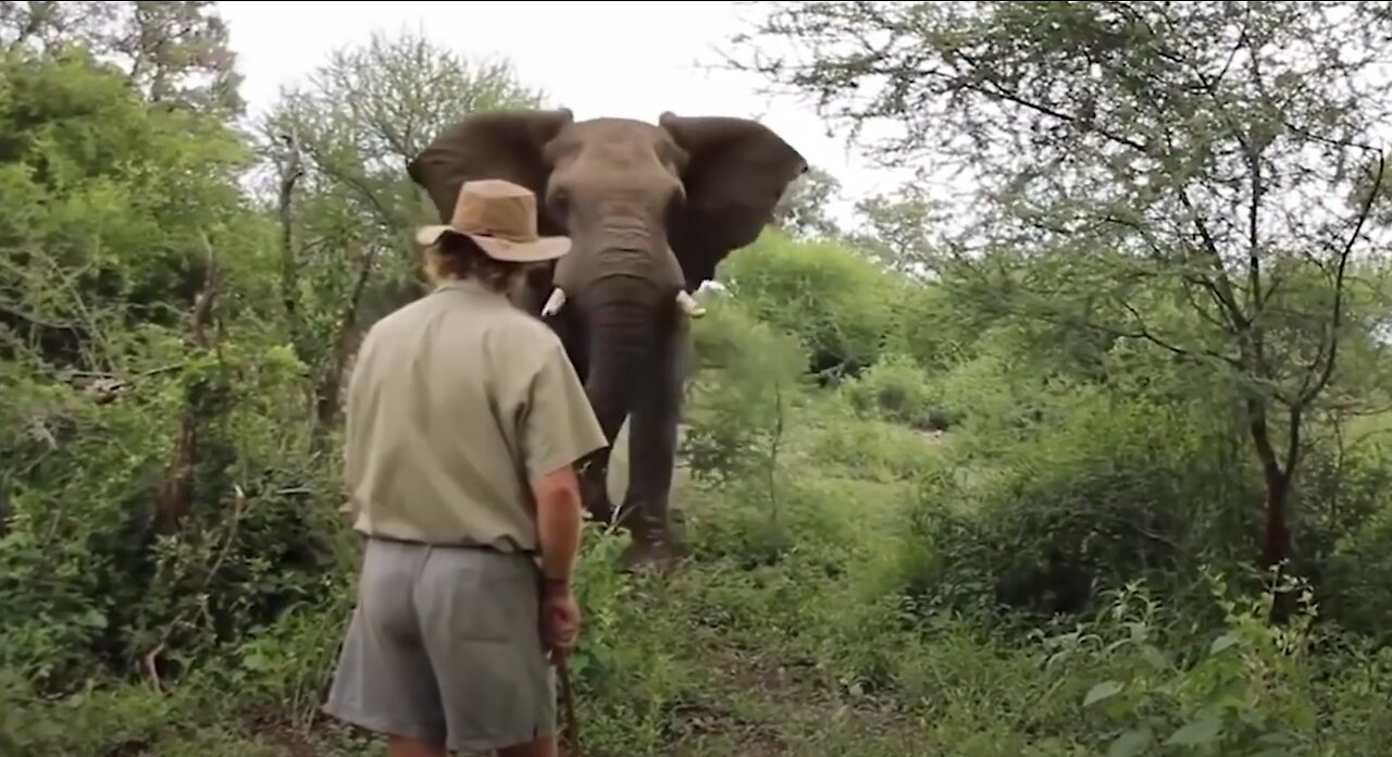 Stunning footage of a person bravely standing up to a elephant running up to him