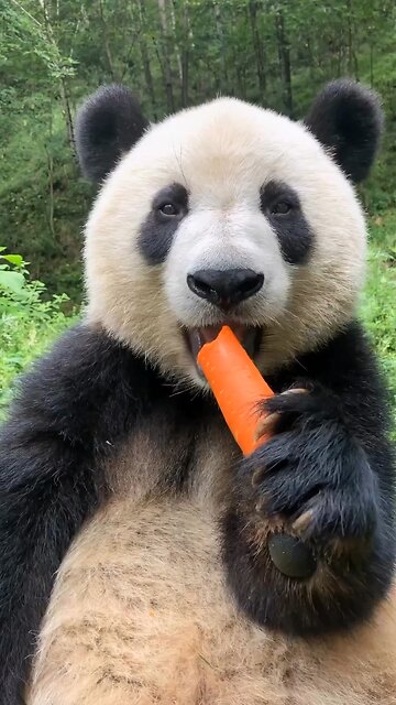 What a time to enjoy my carrot with disturbers🤣🤣