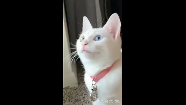 Cute Cat Singing Ah Aaaaa aa Cute Animal