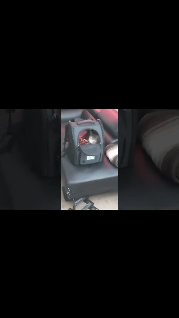 COHi the Cat getting familiar w/her new digs