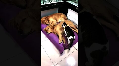 #shorts Смешные животные из Тик Ток 58 Funny animals from Tik Tok