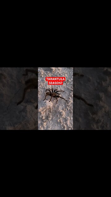 Tarantula on the trail at dusk🏜️🦂
