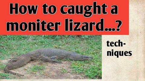 how to rescue a moniter lizard...?