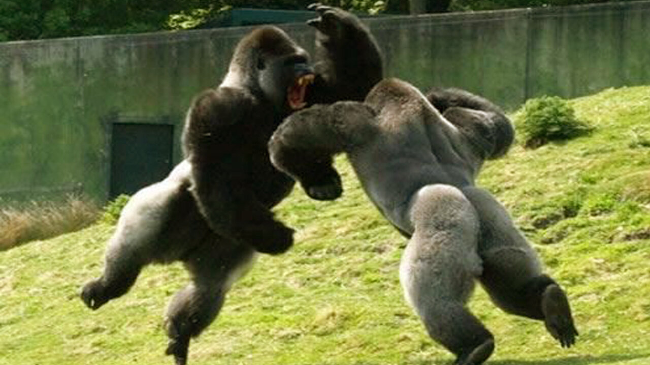 Gorilla Fight "Where's the Zookeepers"