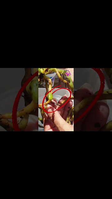 🙌🏼MATCH made in HEAVEN! 🤩 Phalaenopsis & Leca #ninjaorchids #shorts #orquideas #leca