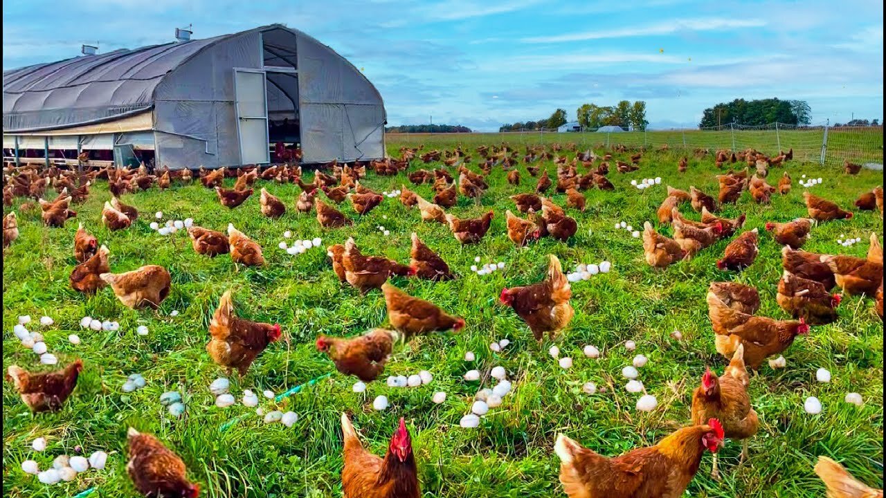 Chinese farmer and his 70,000 chickens become online celebrities